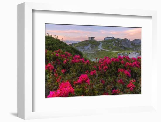 Rhododendrons at Segnes Hutte at sunrise, Unterer Segnesboden, Flims, Switzerland-Francesco Bergamaschi-Framed Photographic Print