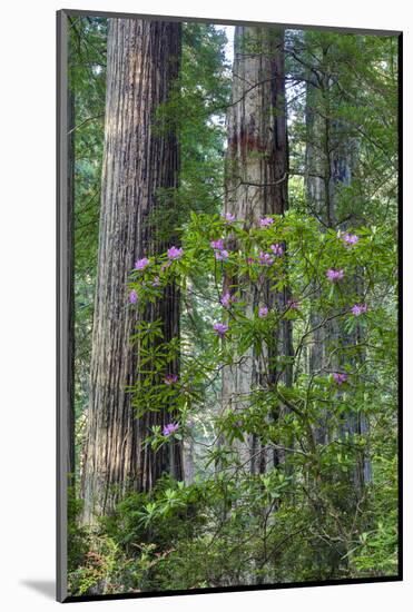 Rhododendrons blooming, Del Norte Redwoods State Park, California-Darrell Gulin-Mounted Photographic Print