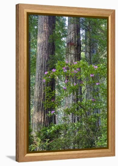 Rhododendrons blooming, Del Norte Redwoods State Park, California-Darrell Gulin-Framed Premier Image Canvas