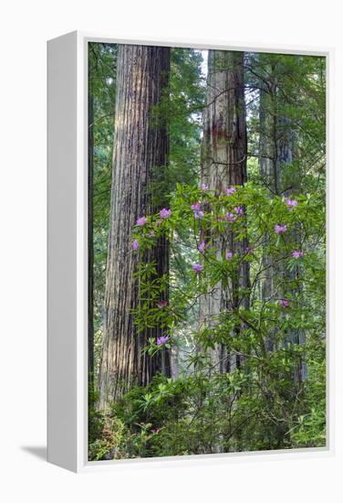 Rhododendrons blooming, Del Norte Redwoods State Park, California-Darrell Gulin-Framed Premier Image Canvas