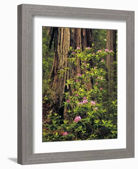 Rhododendrons Blooming in Groves, Redwood NP, California, USA-Jerry Ginsberg-Framed Photographic Print