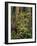 Rhododendrons Blooming in Groves, Redwood NP, California, USA-Jerry Ginsberg-Framed Photographic Print