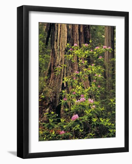 Rhododendrons Blooming in Groves, Redwood NP, California, USA-Jerry Ginsberg-Framed Photographic Print