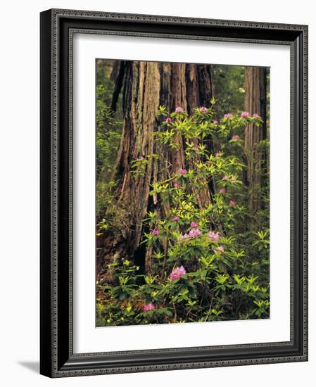 Rhododendrons Blooming in Groves, Redwood NP, California, USA-Jerry Ginsberg-Framed Photographic Print