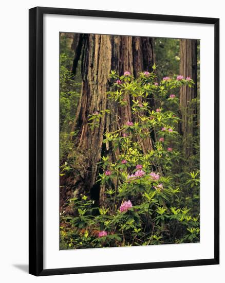 Rhododendrons Blooming in Groves, Redwood NP, California, USA-Jerry Ginsberg-Framed Photographic Print