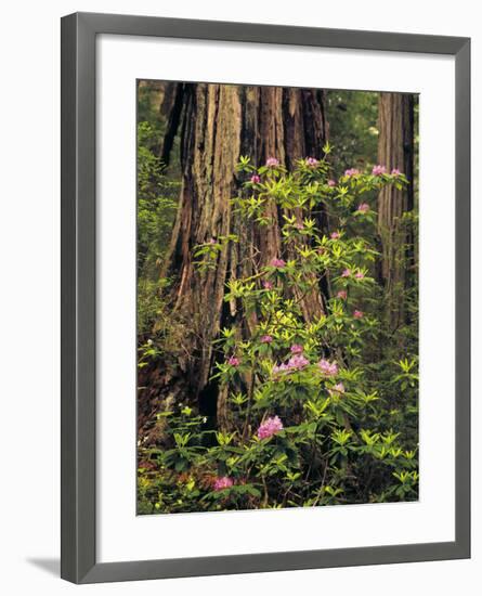 Rhododendrons Blooming in Groves, Redwood NP, California, USA-Jerry Ginsberg-Framed Photographic Print