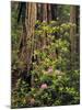 Rhododendrons Blooming in Groves, Redwood NP, California, USA-Jerry Ginsberg-Mounted Photographic Print