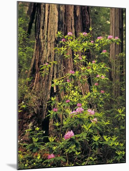 Rhododendrons Blooming in Groves, Redwood NP, California, USA-Jerry Ginsberg-Mounted Photographic Print