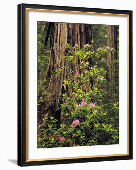 Rhododendrons Blooming in Groves, Redwood NP, California, USA-Jerry Ginsberg-Framed Photographic Print