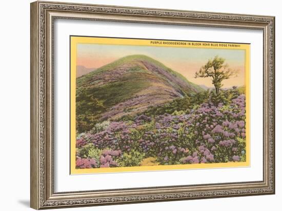 Rhododendrons, Blue Ridge Parkway, North Carolina-null-Framed Art Print