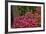 Rhododendrons, Crystal Springs Garden, Portland, Oregon, Usa-Michel Hersen-Framed Photographic Print