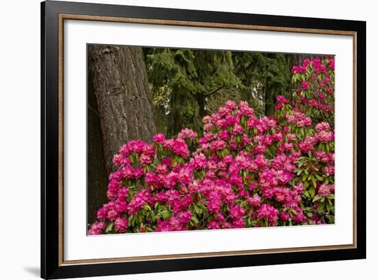 Rhododendrons, Crystal Springs Garden, Portland, Oregon, Usa-Michel Hersen-Framed Photographic Print