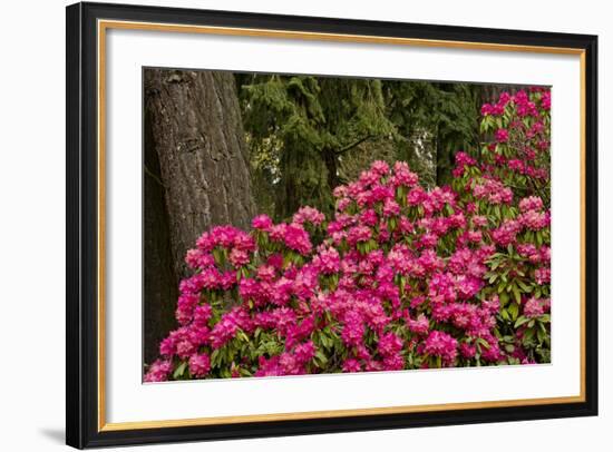 Rhododendrons, Crystal Springs Garden, Portland, Oregon, Usa-Michel Hersen-Framed Photographic Print