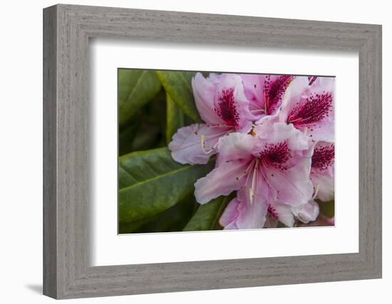 Rhododendrons Flowering in the Siuslaw NF Near Reedsport, Oregon, USA-Chuck Haney-Framed Photographic Print