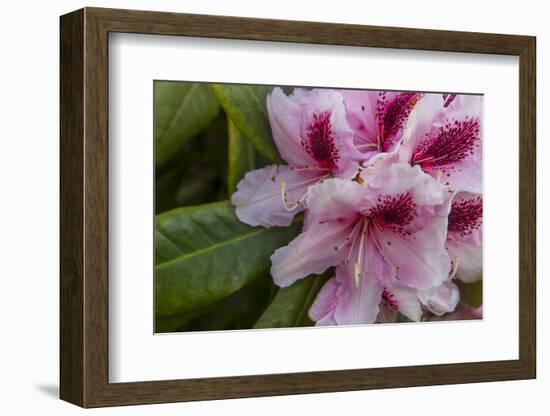 Rhododendrons Flowering in the Siuslaw NF Near Reedsport, Oregon, USA-Chuck Haney-Framed Photographic Print