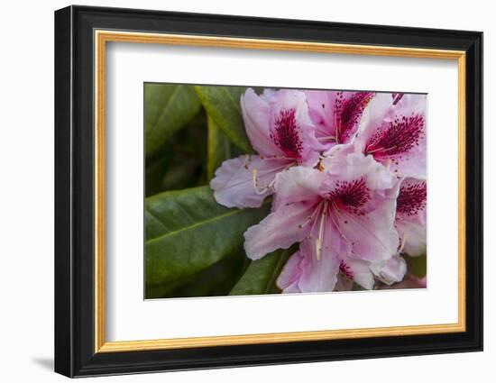 Rhododendrons Flowering in the Siuslaw NF Near Reedsport, Oregon, USA-Chuck Haney-Framed Photographic Print