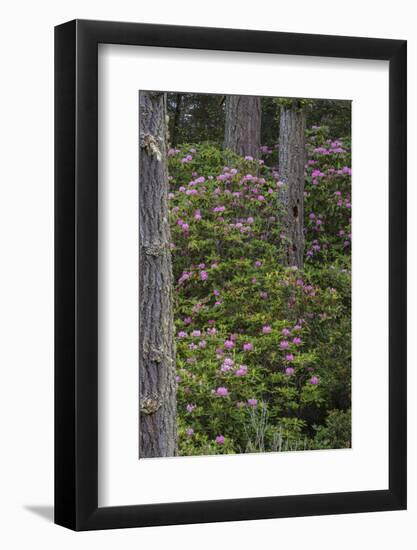 Rhododendrons Flowering in the Siuslaw NF Near Reedsport, Oregon, USA-Chuck Haney-Framed Photographic Print