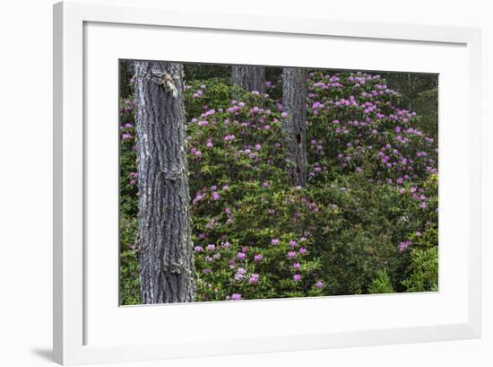 Rhododendrons Flowering in the Siuslaw NF Near Reedsport, Oregon, USA-Chuck Haney-Framed Photographic Print