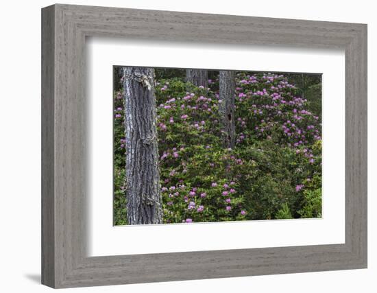 Rhododendrons Flowering in the Siuslaw NF Near Reedsport, Oregon, USA-Chuck Haney-Framed Photographic Print