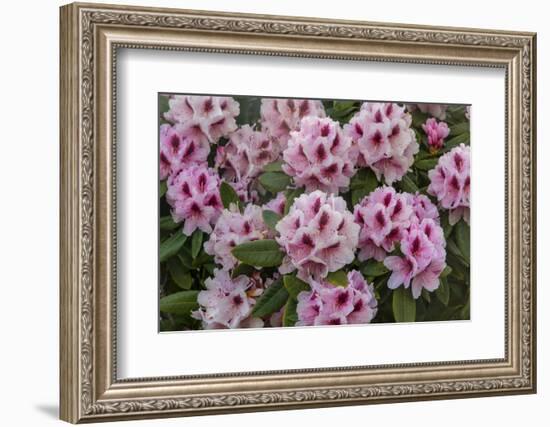 Rhododendrons Flowering in the Siuslaw NF Near Reedsport, Oregon, USA-Chuck Haney-Framed Photographic Print