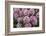 Rhododendrons Flowering in the Siuslaw NF Near Reedsport, Oregon, USA-Chuck Haney-Framed Photographic Print