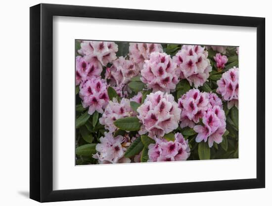 Rhododendrons Flowering in the Siuslaw NF Near Reedsport, Oregon, USA-Chuck Haney-Framed Photographic Print