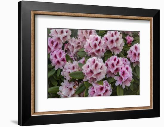 Rhododendrons Flowering in the Siuslaw NF Near Reedsport, Oregon, USA-Chuck Haney-Framed Photographic Print