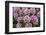 Rhododendrons Flowering in the Siuslaw NF Near Reedsport, Oregon, USA-Chuck Haney-Framed Photographic Print