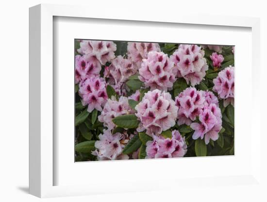 Rhododendrons Flowering in the Siuslaw NF Near Reedsport, Oregon, USA-Chuck Haney-Framed Photographic Print