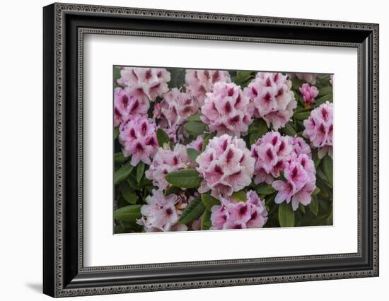 Rhododendrons Flowering in the Siuslaw NF Near Reedsport, Oregon, USA-Chuck Haney-Framed Photographic Print