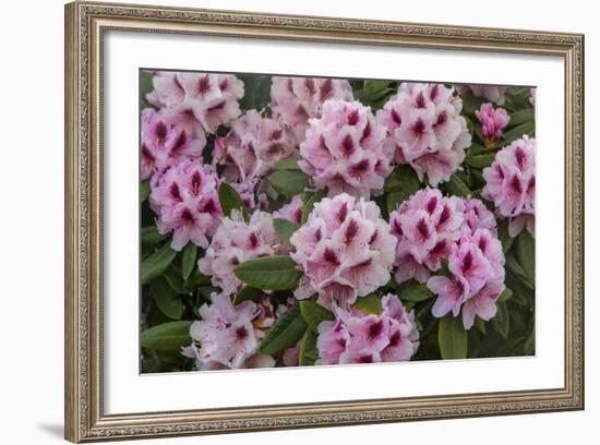 Rhododendrons Flowering in the Siuslaw NF Near Reedsport, Oregon, USA-Chuck Haney-Framed Photographic Print