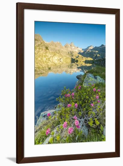 Rhododendrons frame the blue water of Lago Nero at dawn, Cornisello Pinzolo, Brenta Dolomites, Tren-Roberto Moiola-Framed Photographic Print