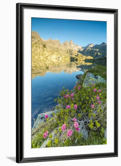 Rhododendrons frame the blue water of Lago Nero at dawn, Cornisello Pinzolo, Brenta Dolomites, Tren-Roberto Moiola-Framed Photographic Print