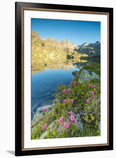 Rhododendrons frame the blue water of Lago Nero at dawn, Cornisello Pinzolo, Brenta Dolomites, Tren-Roberto Moiola-Framed Photographic Print