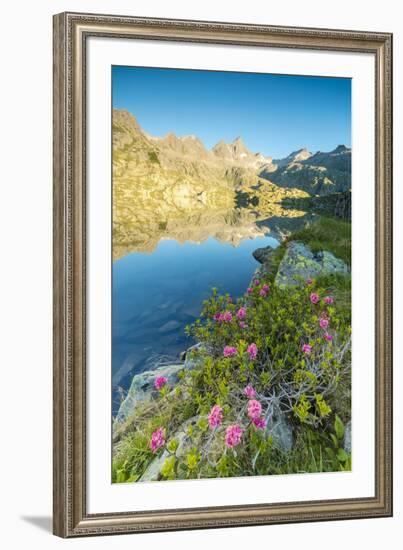 Rhododendrons frame the blue water of Lago Nero at dawn, Cornisello Pinzolo, Brenta Dolomites, Tren-Roberto Moiola-Framed Photographic Print