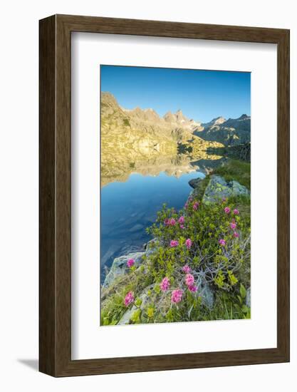 Rhododendrons frame the blue water of Lago Nero at dawn, Cornisello Pinzolo, Brenta Dolomites, Tren-Roberto Moiola-Framed Photographic Print
