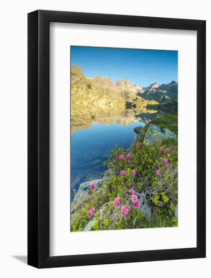 Rhododendrons frame the blue water of Lago Nero at dawn, Cornisello Pinzolo, Brenta Dolomites, Tren-Roberto Moiola-Framed Photographic Print