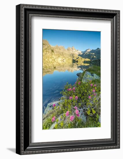 Rhododendrons frame the blue water of Lago Nero at dawn, Cornisello Pinzolo, Brenta Dolomites, Tren-Roberto Moiola-Framed Photographic Print