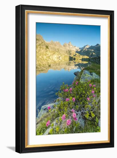 Rhododendrons frame the blue water of Lago Nero at dawn, Cornisello Pinzolo, Brenta Dolomites, Tren-Roberto Moiola-Framed Photographic Print