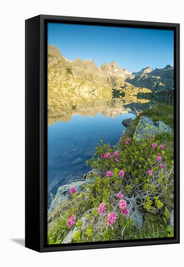 Rhododendrons frame the blue water of Lago Nero at dawn, Cornisello Pinzolo, Brenta Dolomites, Tren-Roberto Moiola-Framed Premier Image Canvas