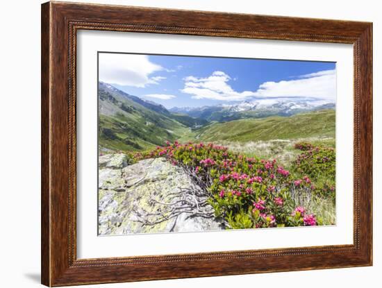 Rhododendrons frame the green alpine landscape, Montespluga, Chiavenna Valley, Valtellina, Italy-Roberto Moiola-Framed Photographic Print