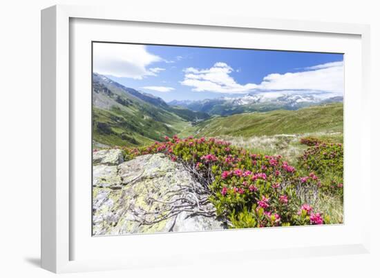 Rhododendrons frame the green alpine landscape, Montespluga, Chiavenna Valley, Valtellina, Italy-Roberto Moiola-Framed Photographic Print