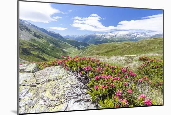 Rhododendrons frame the green alpine landscape, Montespluga, Chiavenna Valley, Valtellina, Italy-Roberto Moiola-Mounted Photographic Print