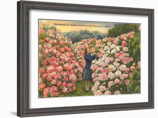 Rhododendrons, Golden Gate Park, San Francisco, California-null-Framed Art Print