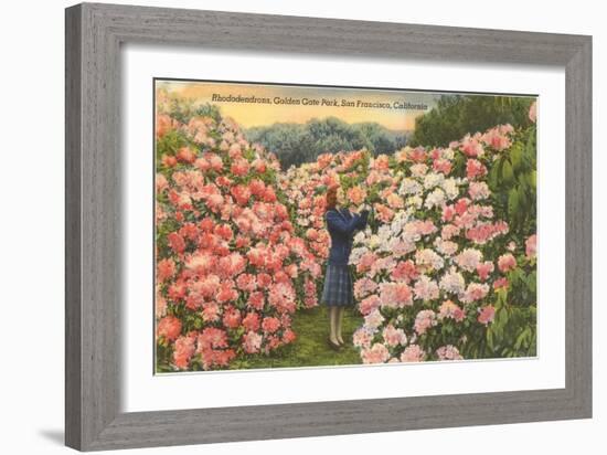 Rhododendrons, Golden Gate Park, San Francisco, California-null-Framed Art Print