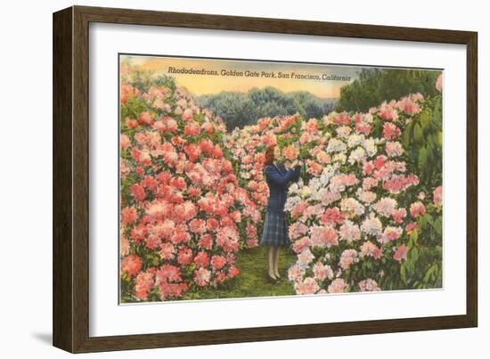 Rhododendrons, Golden Gate Park, San Francisco, California-null-Framed Art Print