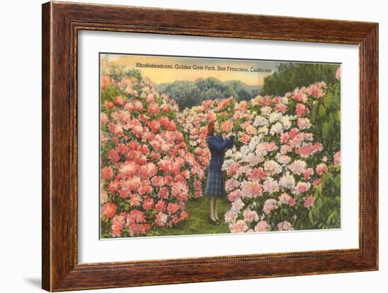 Rhododendrons, Golden Gate Park, San Francisco, California-null-Framed Art Print