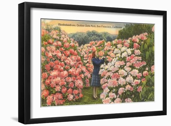 Rhododendrons, Golden Gate Park, San Francisco, California-null-Framed Art Print