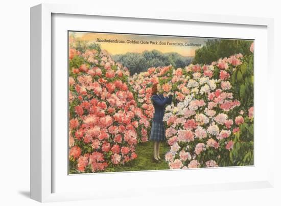 Rhododendrons, Golden Gate Park, San Francisco, California-null-Framed Art Print