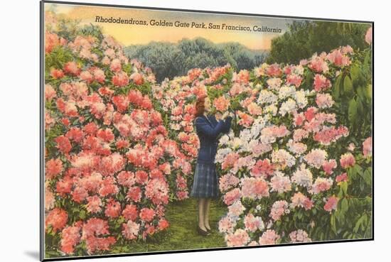 Rhododendrons, Golden Gate Park, San Francisco, California-null-Mounted Art Print